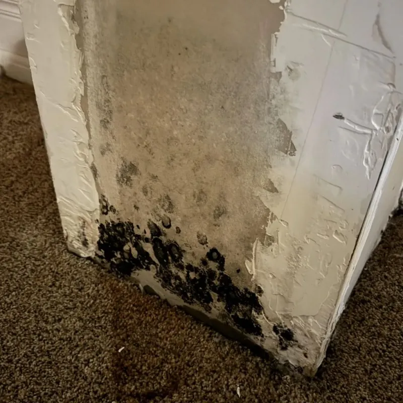 Professional Mold Removal in Beach Park, IL